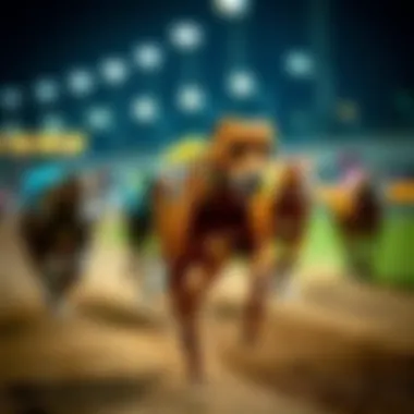 Strategic betting on a greyhound race