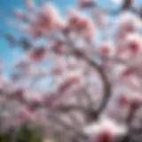 Blossoming cherry trees symbolizing renewal and hope