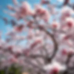 Blossoming cherry trees symbolizing renewal and hope