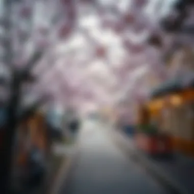 Celebrating Sakura: A Cultural Phenomenon A peaceful scene of a cherry blossom festival